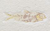 Diplomystus & Knightia Fossil Fish Plate - x #42492-2